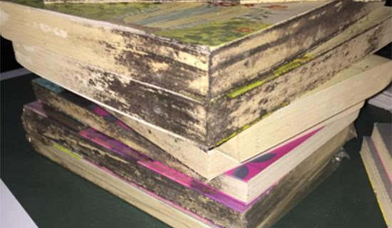 檔案室紙張發霉 檔案室紙張發霉